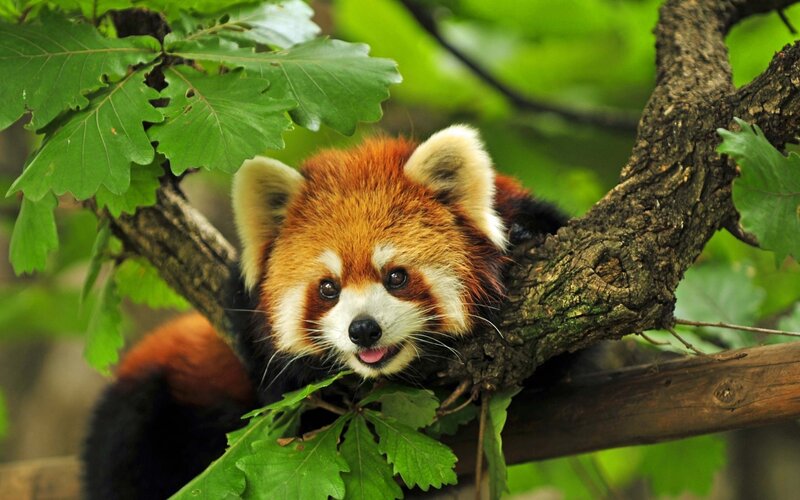 Red Panda in Tree — Calm, Afternoon