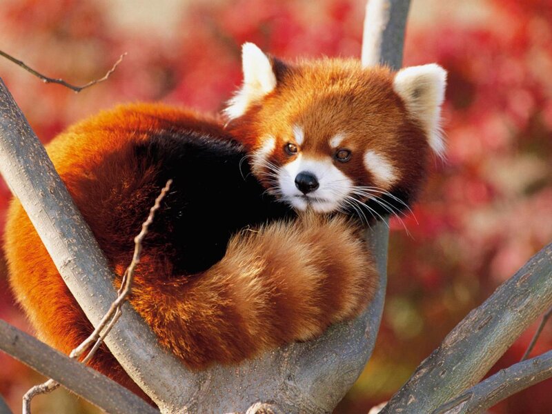 Red Panda in Tree — Calm