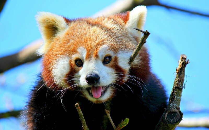 Red Panda in Tree — Orange, Calm, Afternoon, Photograph