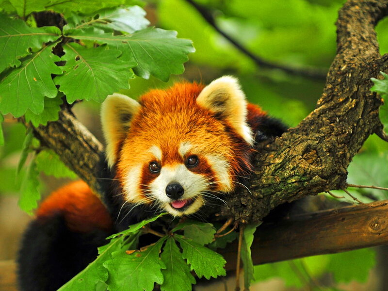 Red Panda in Tree — Orange, Calm, Afternoon
