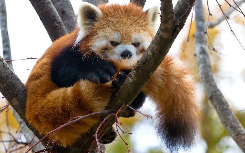 Red Panda in Tree — Orange, Calm, Autumn, Photograph, Branches