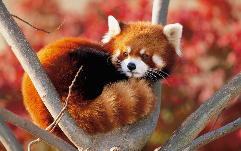 Red Panda in Tree — Orange, Calm, Autumn, Photograph