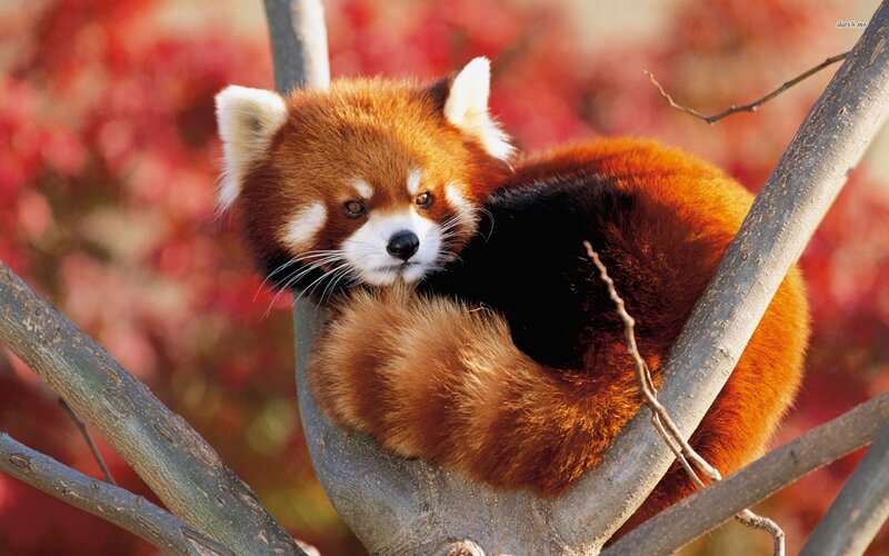Red Panda in Tree — Orange, Calm, Autumn, Photograph, Tree Branch