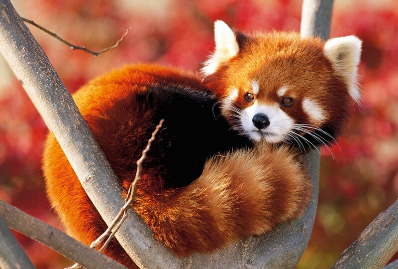Red Panda in Tree — Orange, Calm, Autumn