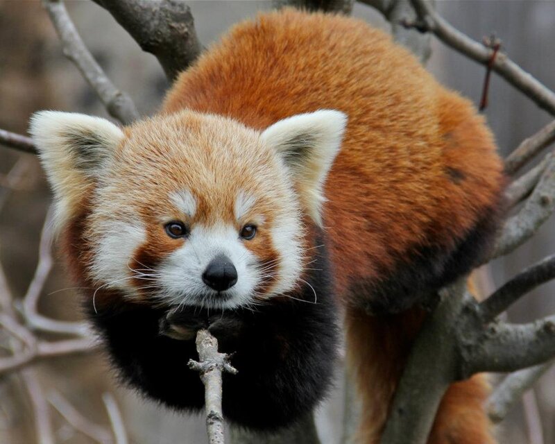 Red Panda in Tree — Orange, Calm