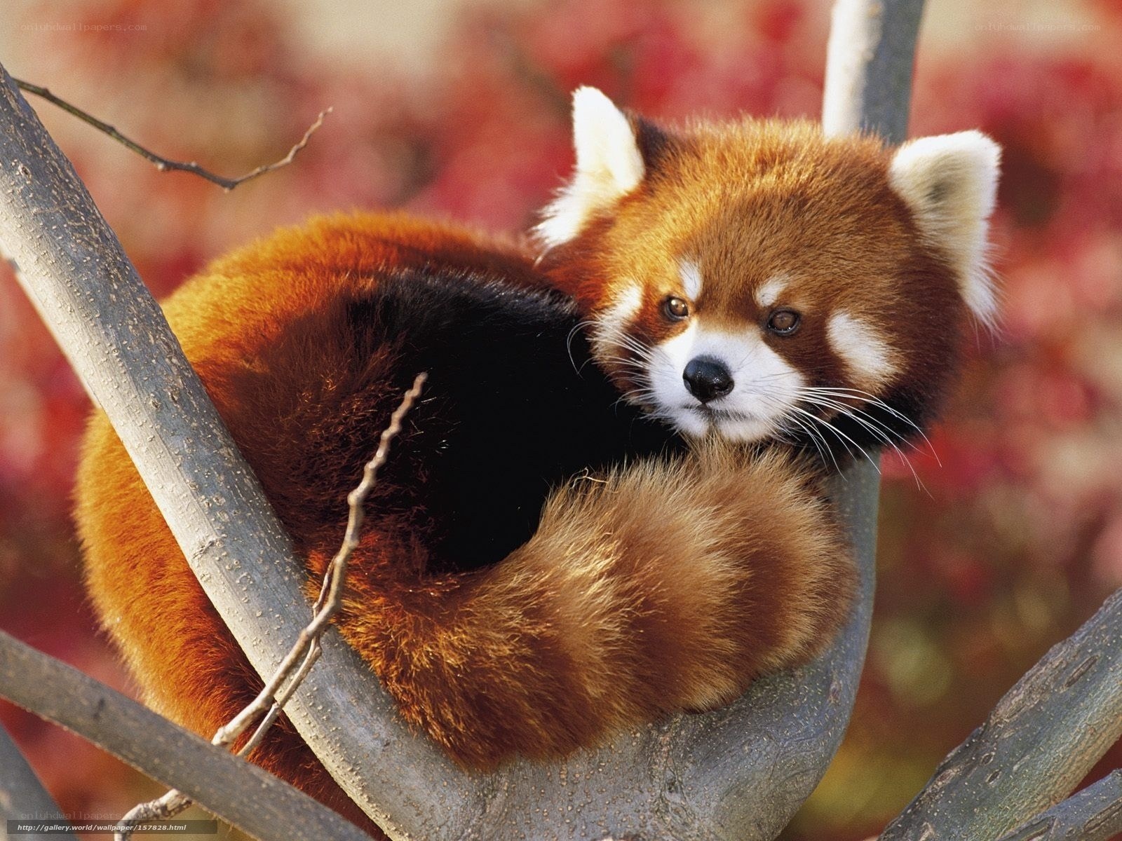 Red panda in tree