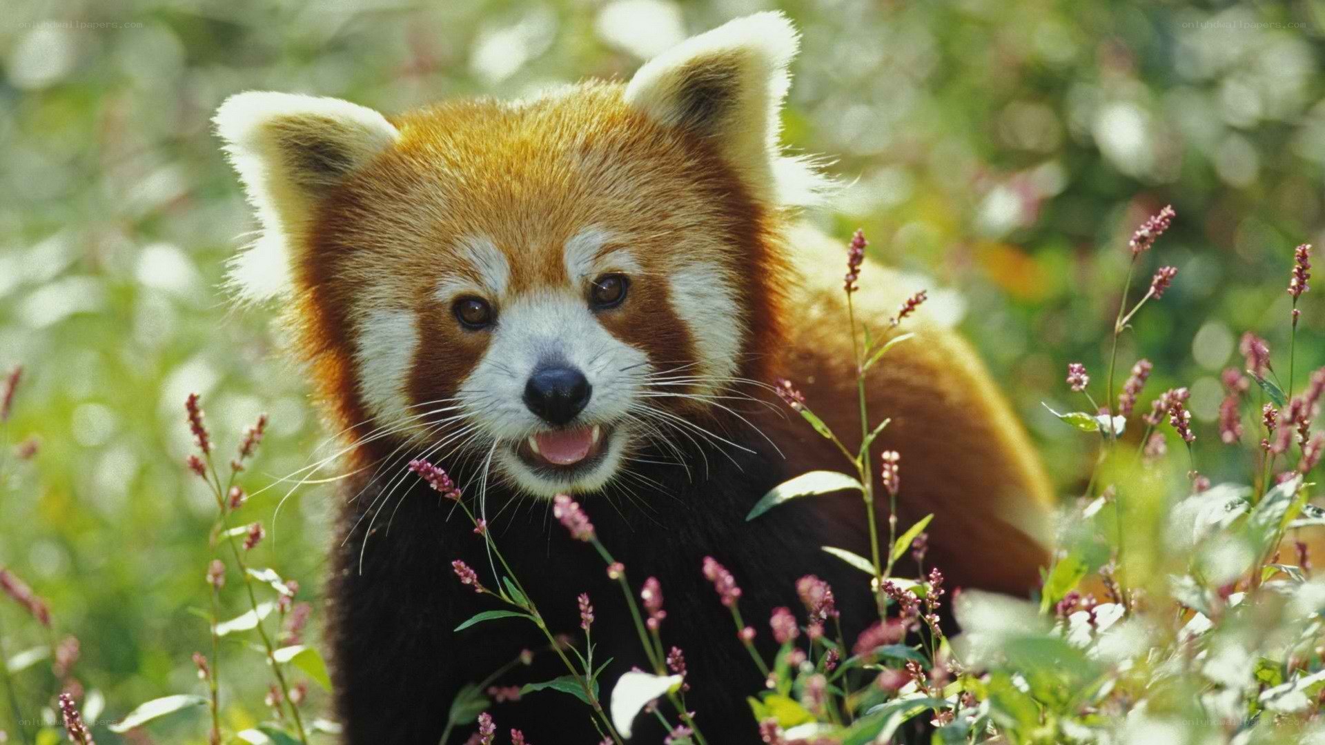 Red panda in wildflowers