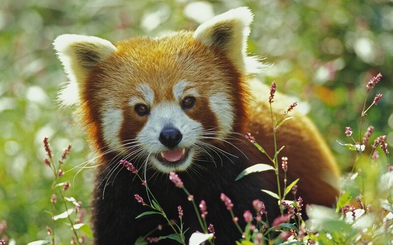 Red panda in wildflowers