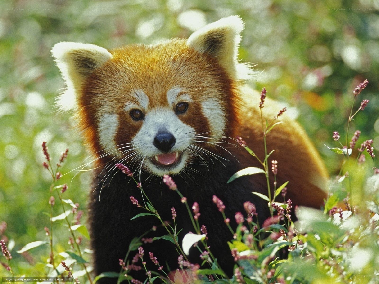 Red panda in wildflowers