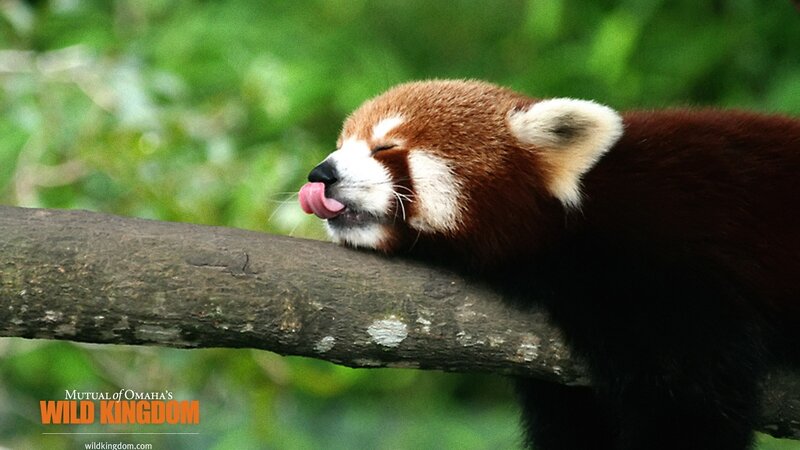 Red panda licking branch