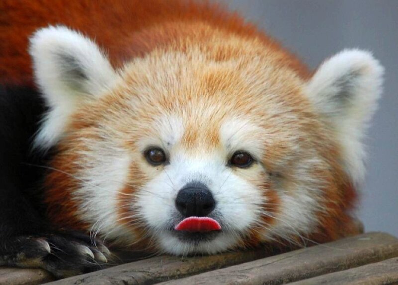 Red panda licking its lips