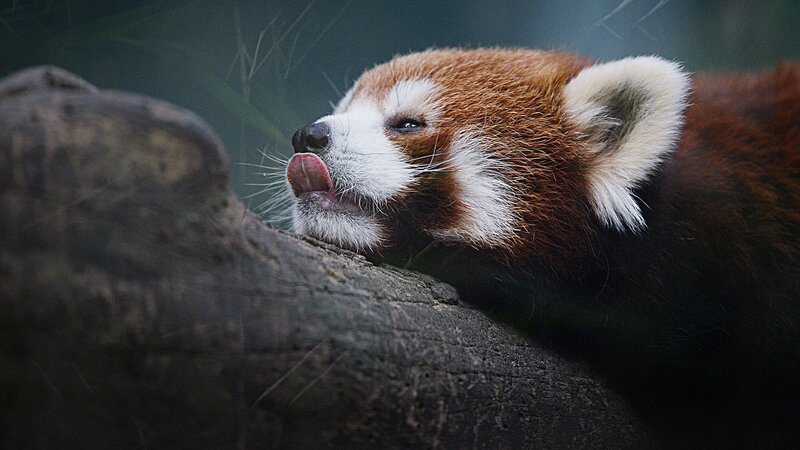 Red Panda Licking Log