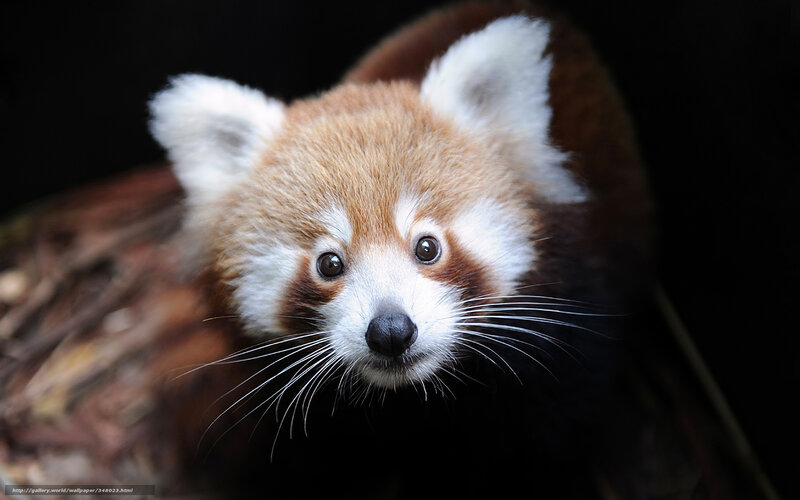 Red Panda Looking Up
