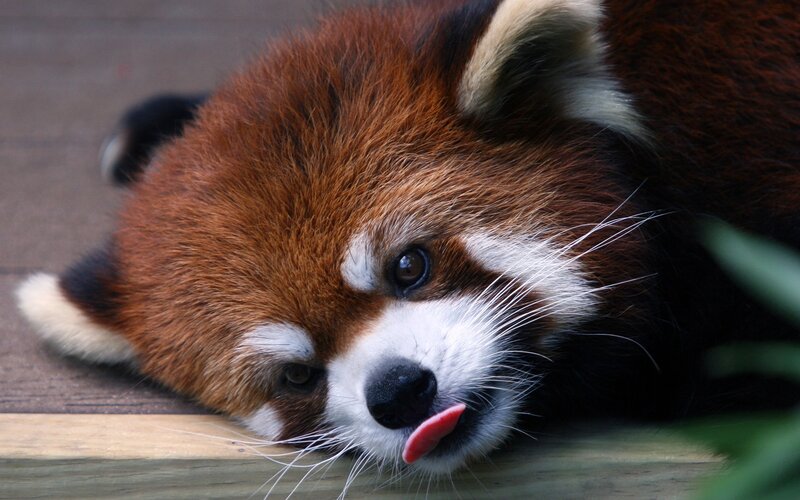 Red Panda Lying Down — Brown