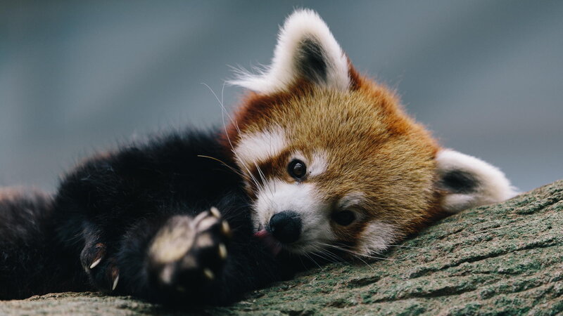 Red Panda Lying Down