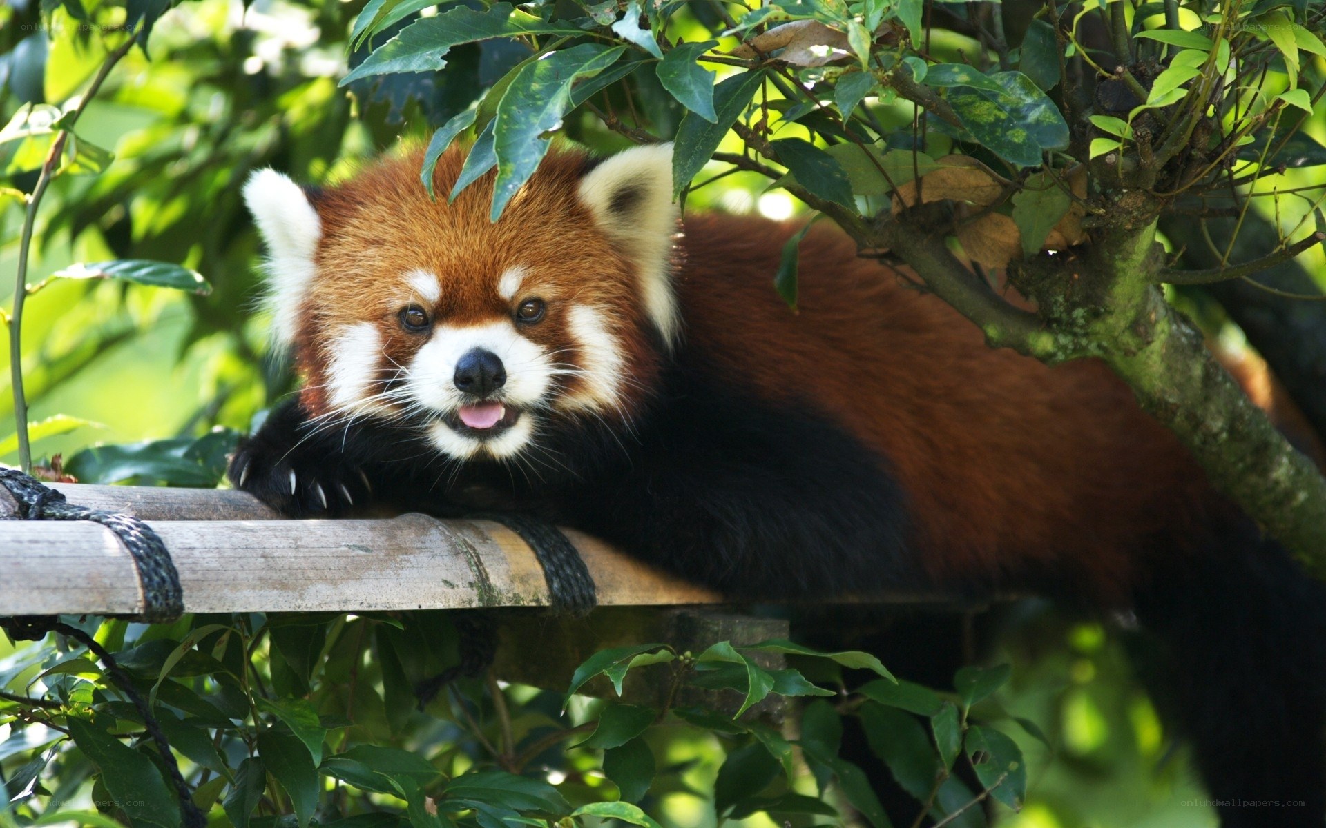 Red panda on a bamboo branch
