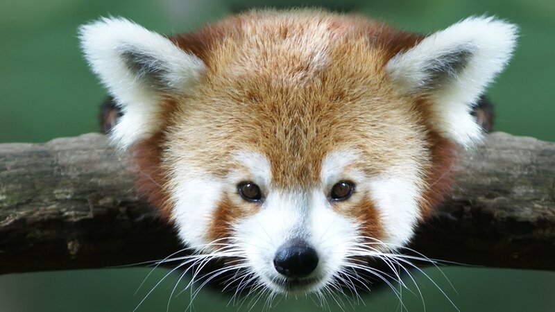 Red panda on a branch