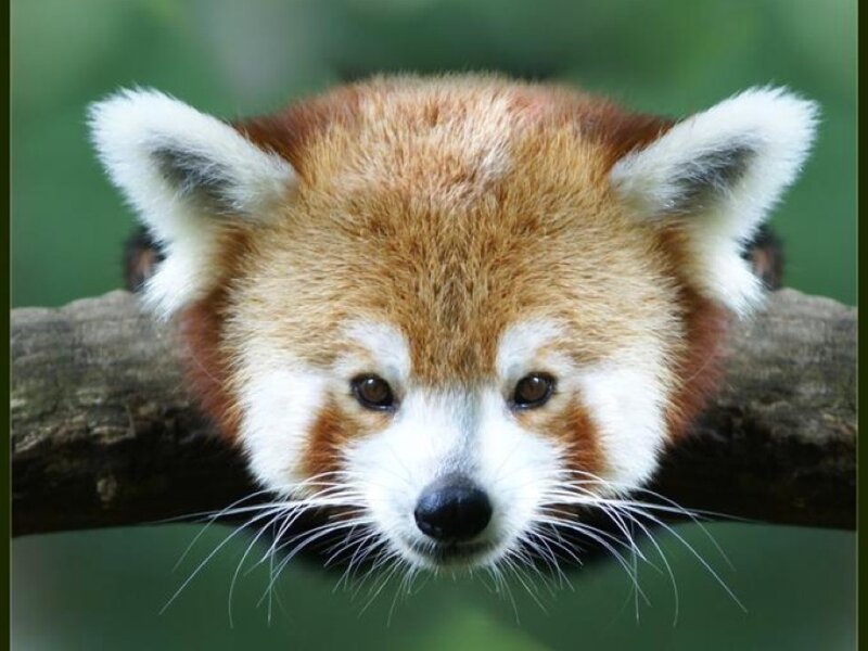 Red Panda on a Branch — Brown