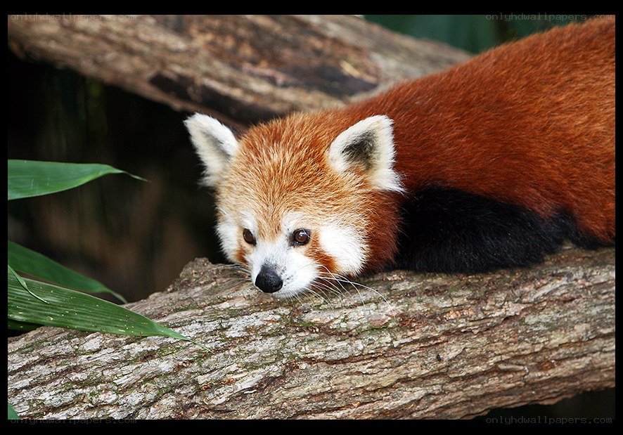 Red panda on a tree branch