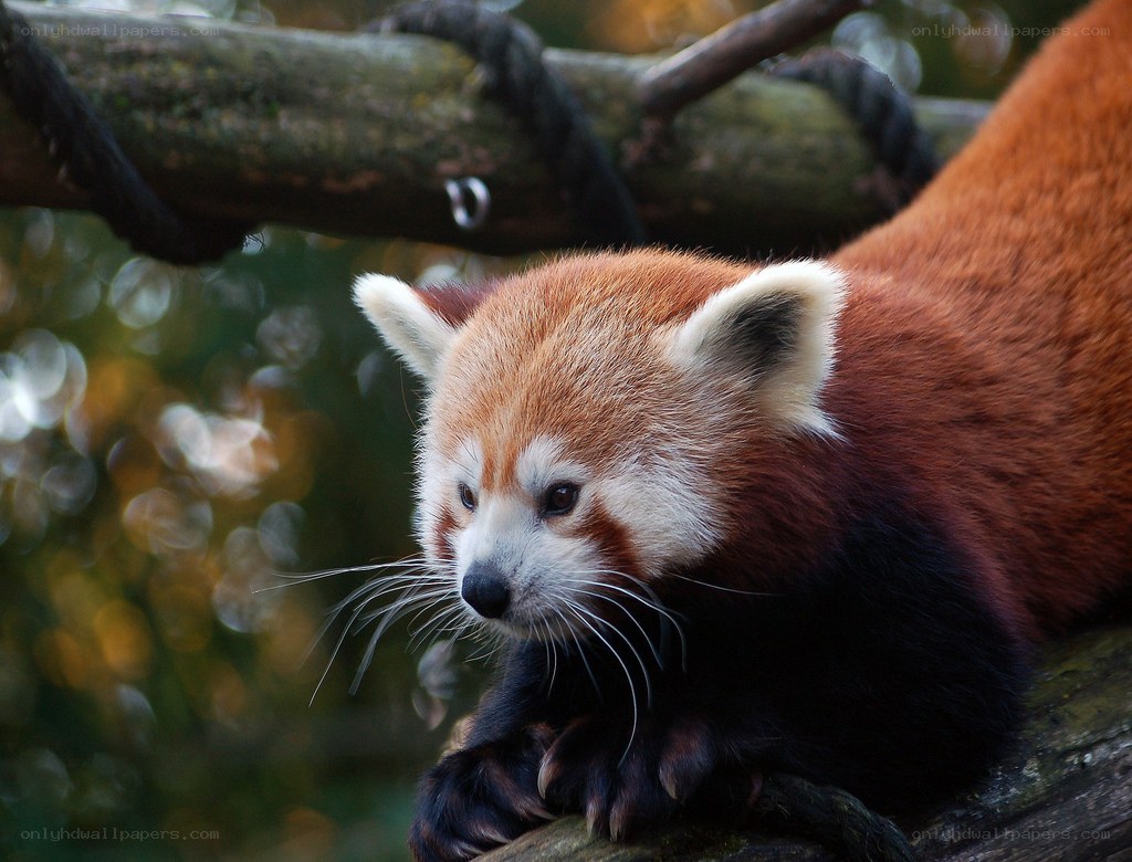 Red panda on a tree branch