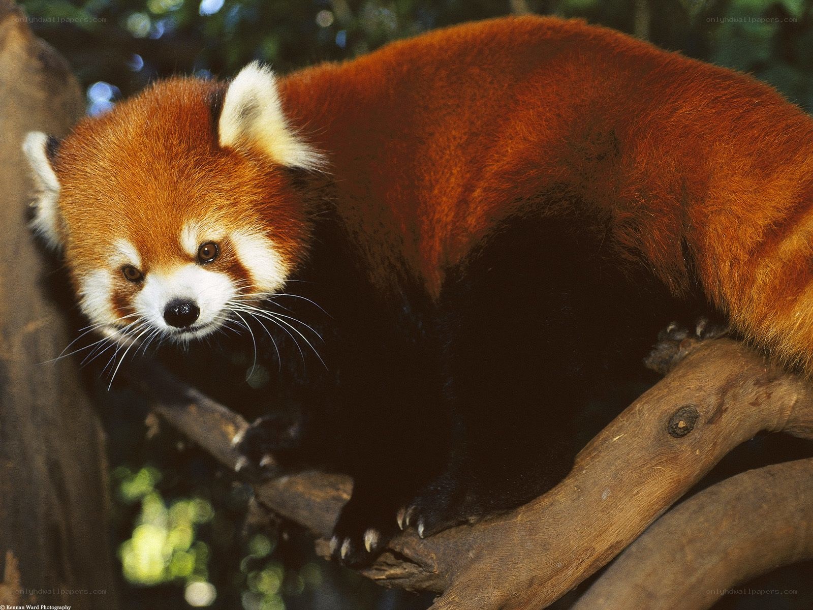 Red panda on a tree branch