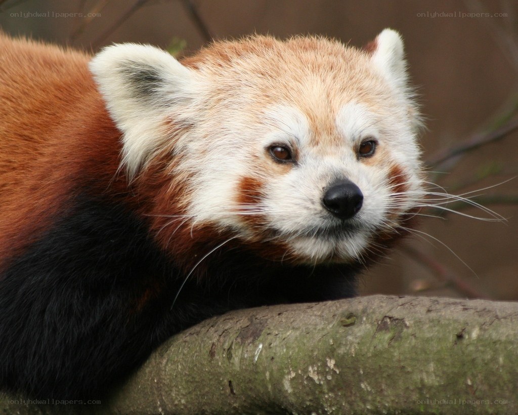 Red panda on a tree branch