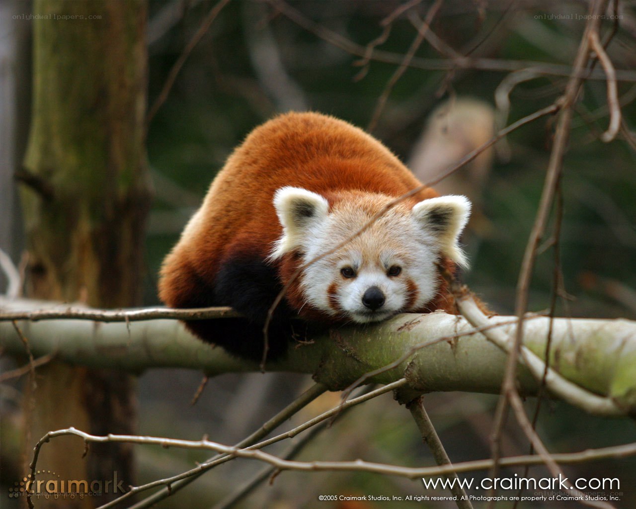 Red panda on a tree branch