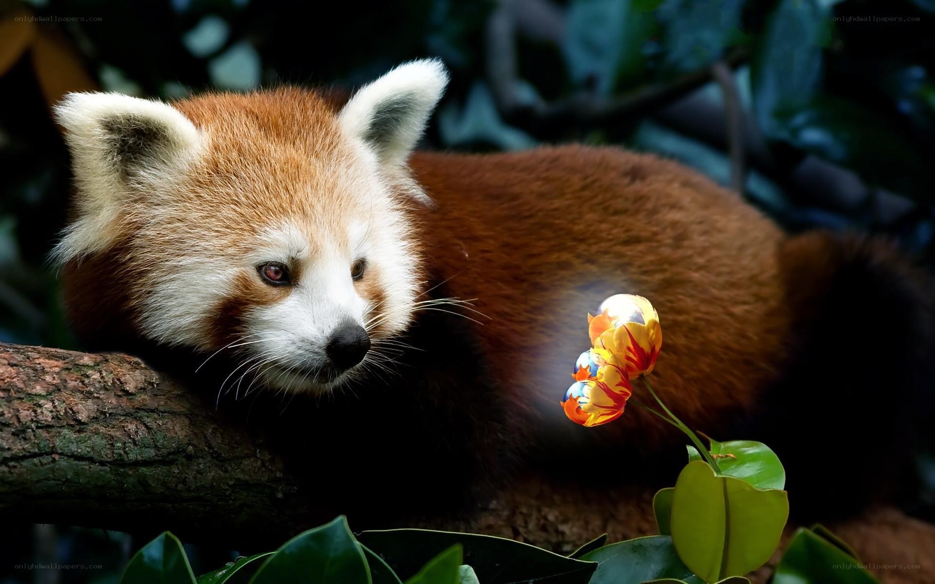 Red panda on a tree branch