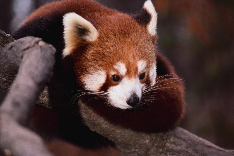 Red panda on a tree branch