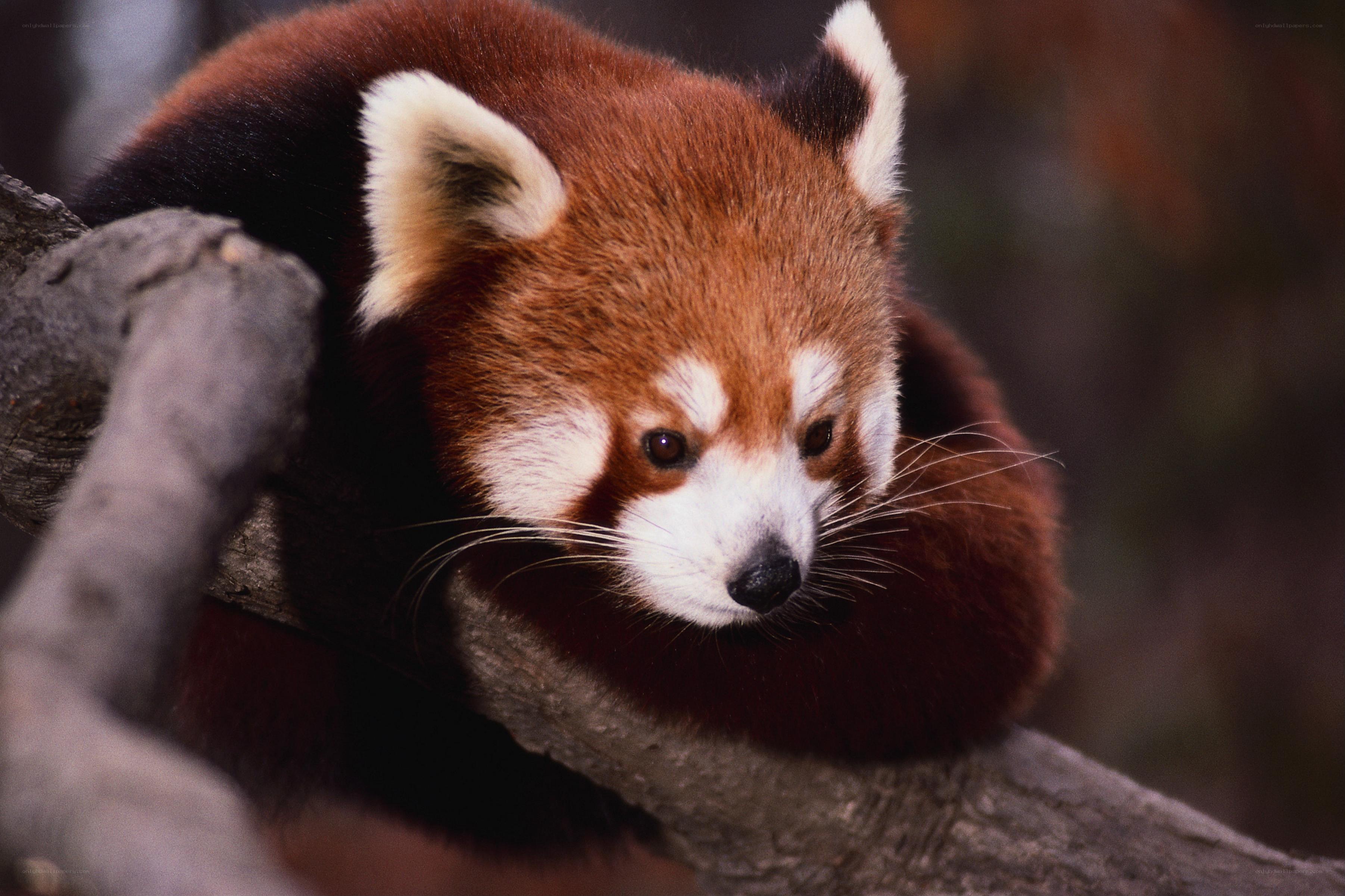 Red panda on a tree branch