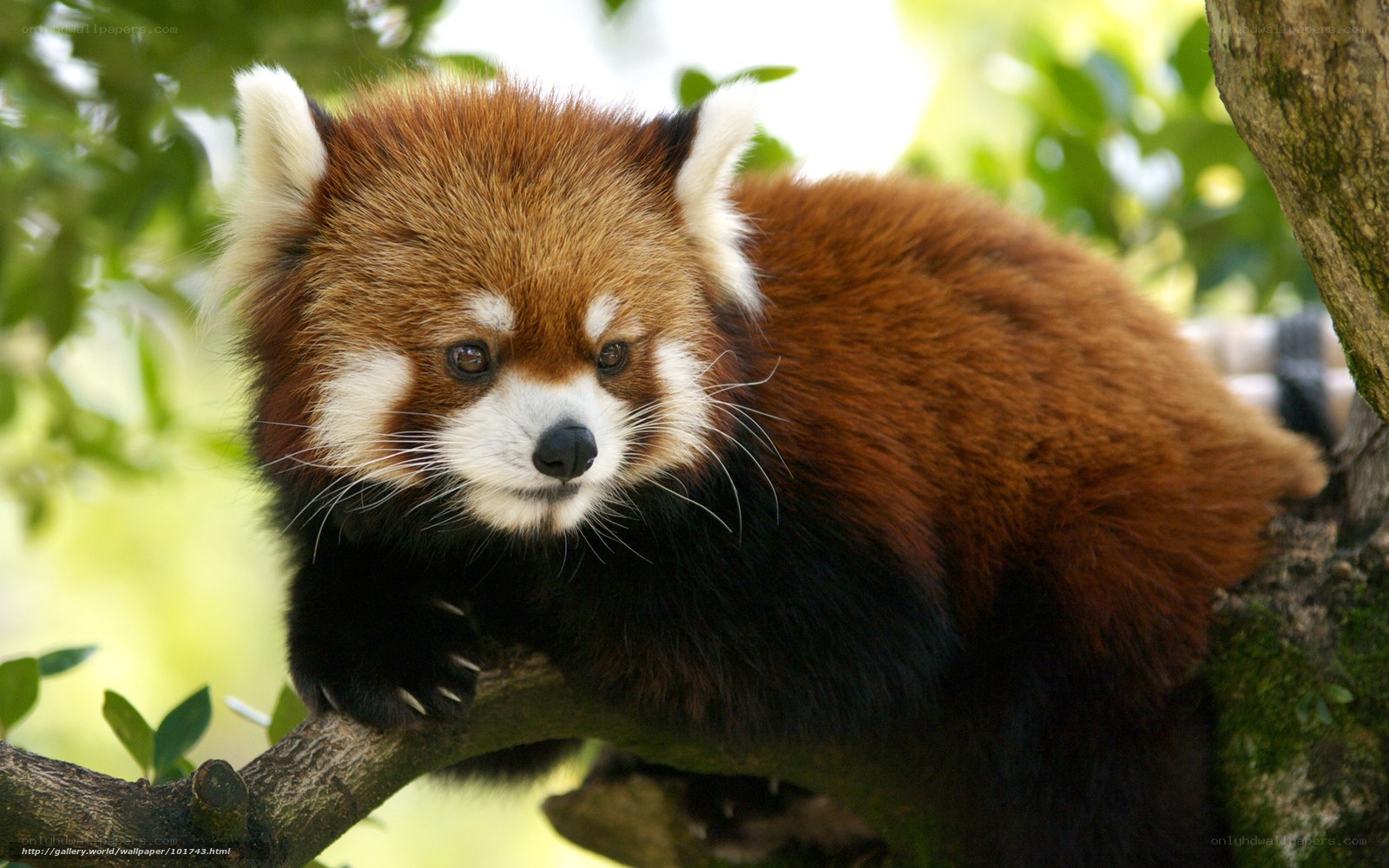 Red panda on a tree branch