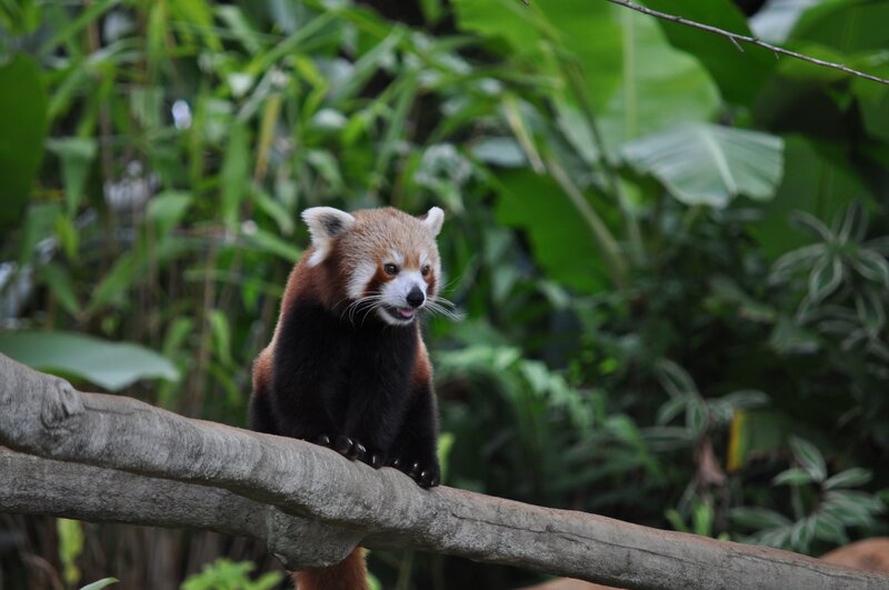 Red panda on a tree branch