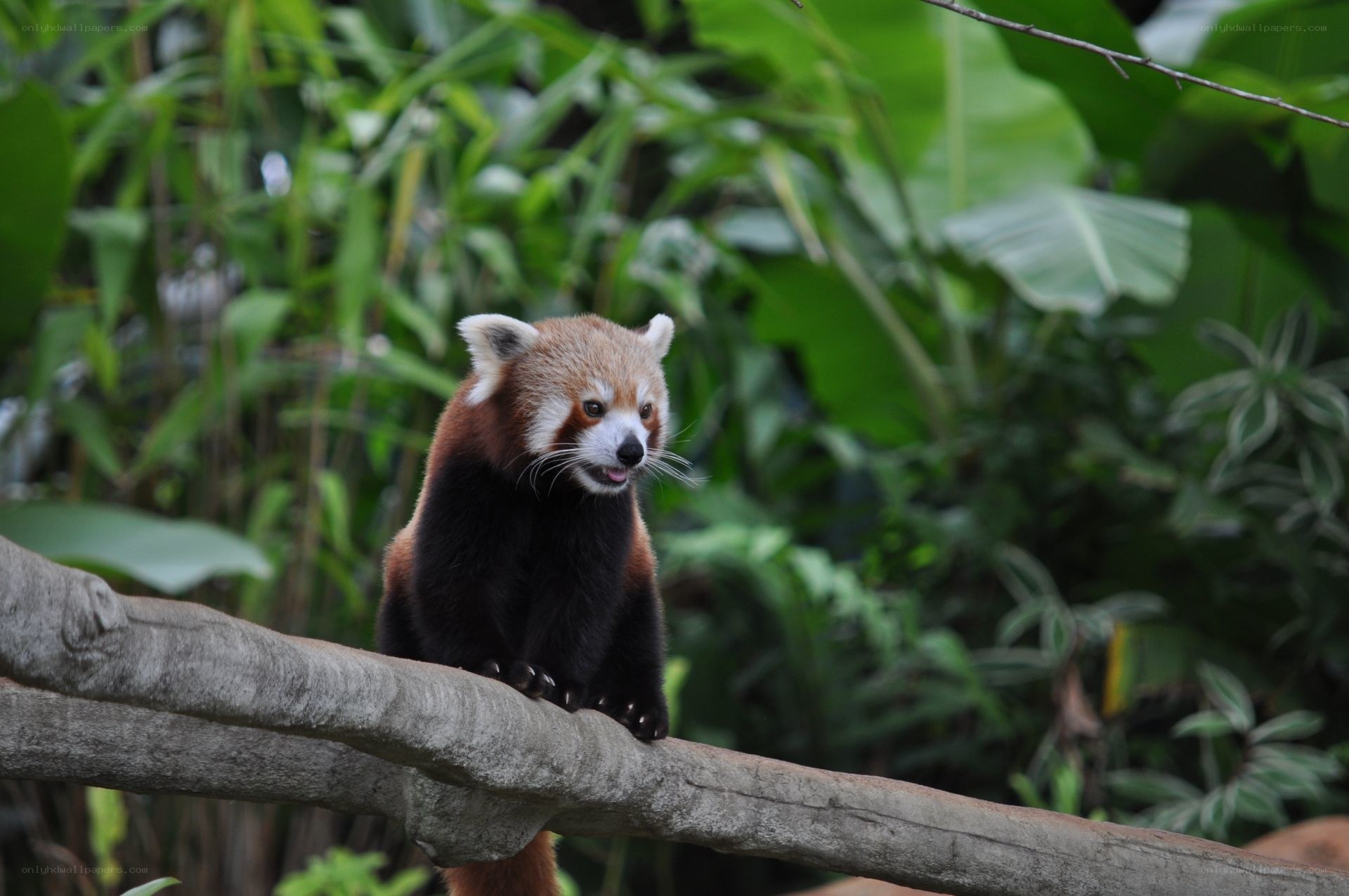 Red panda on a tree branch