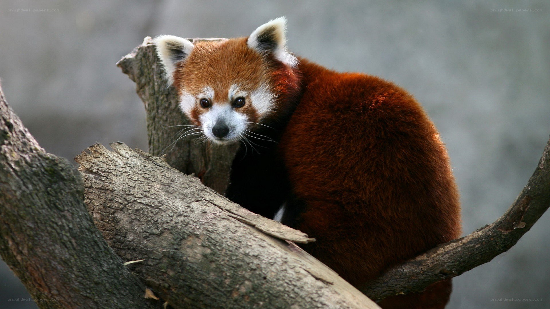 Red panda on a tree branch