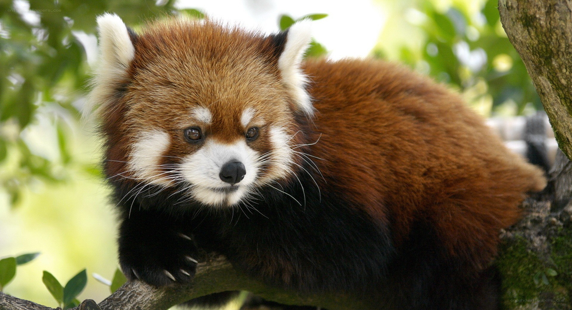 Red panda on a tree branch