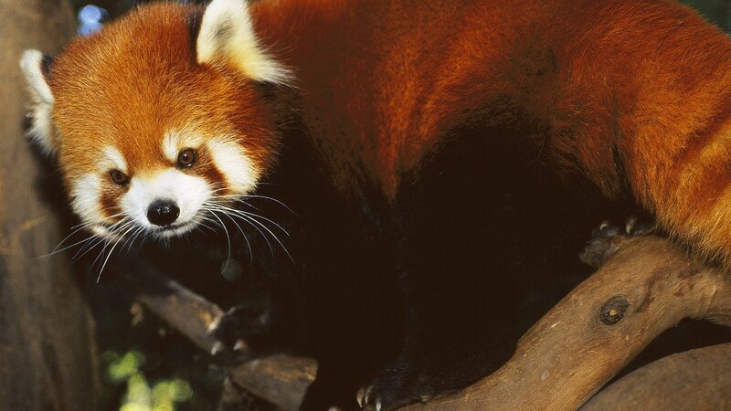 Red panda on a tree branch
