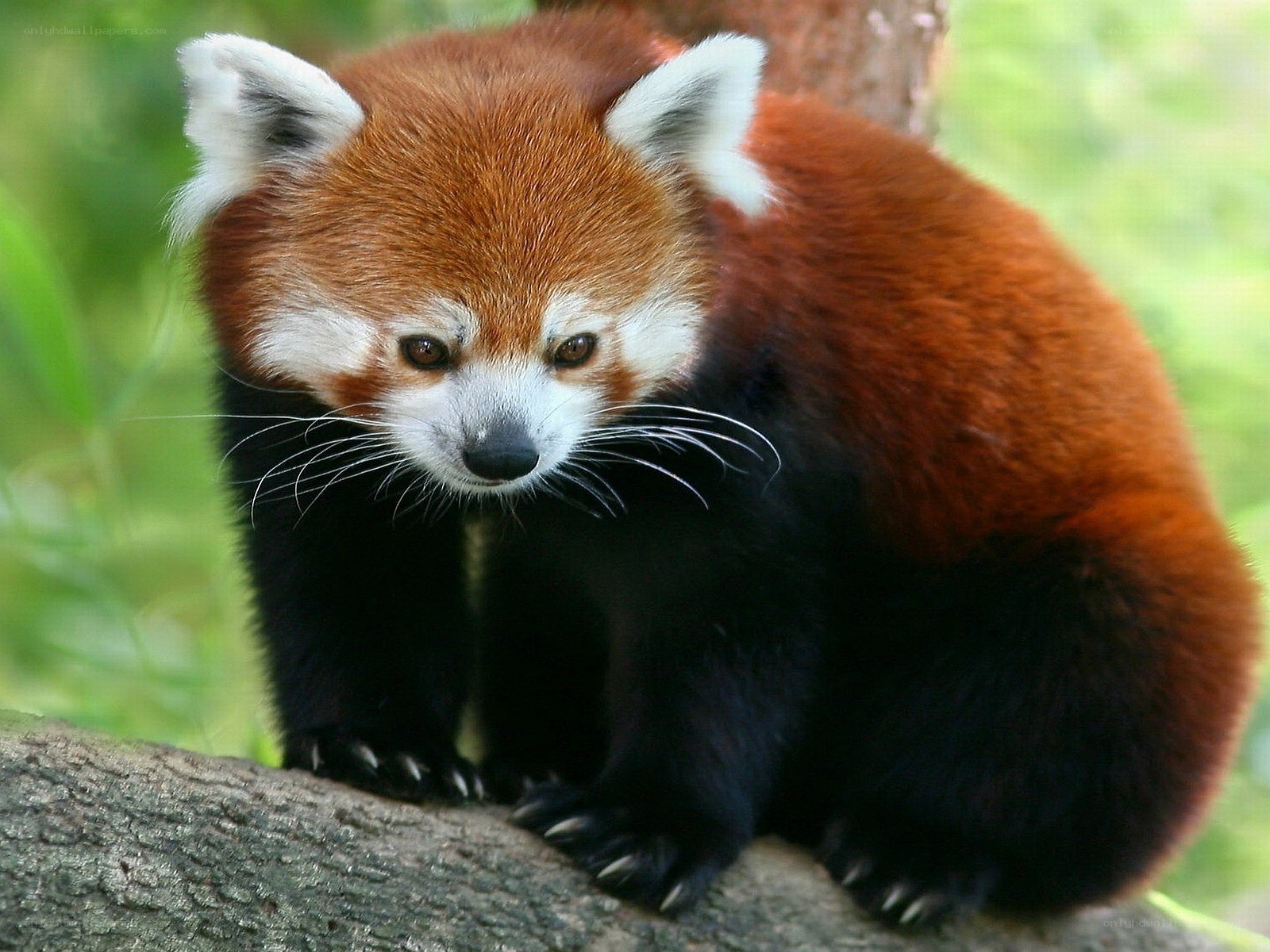 Red panda on a tree branch