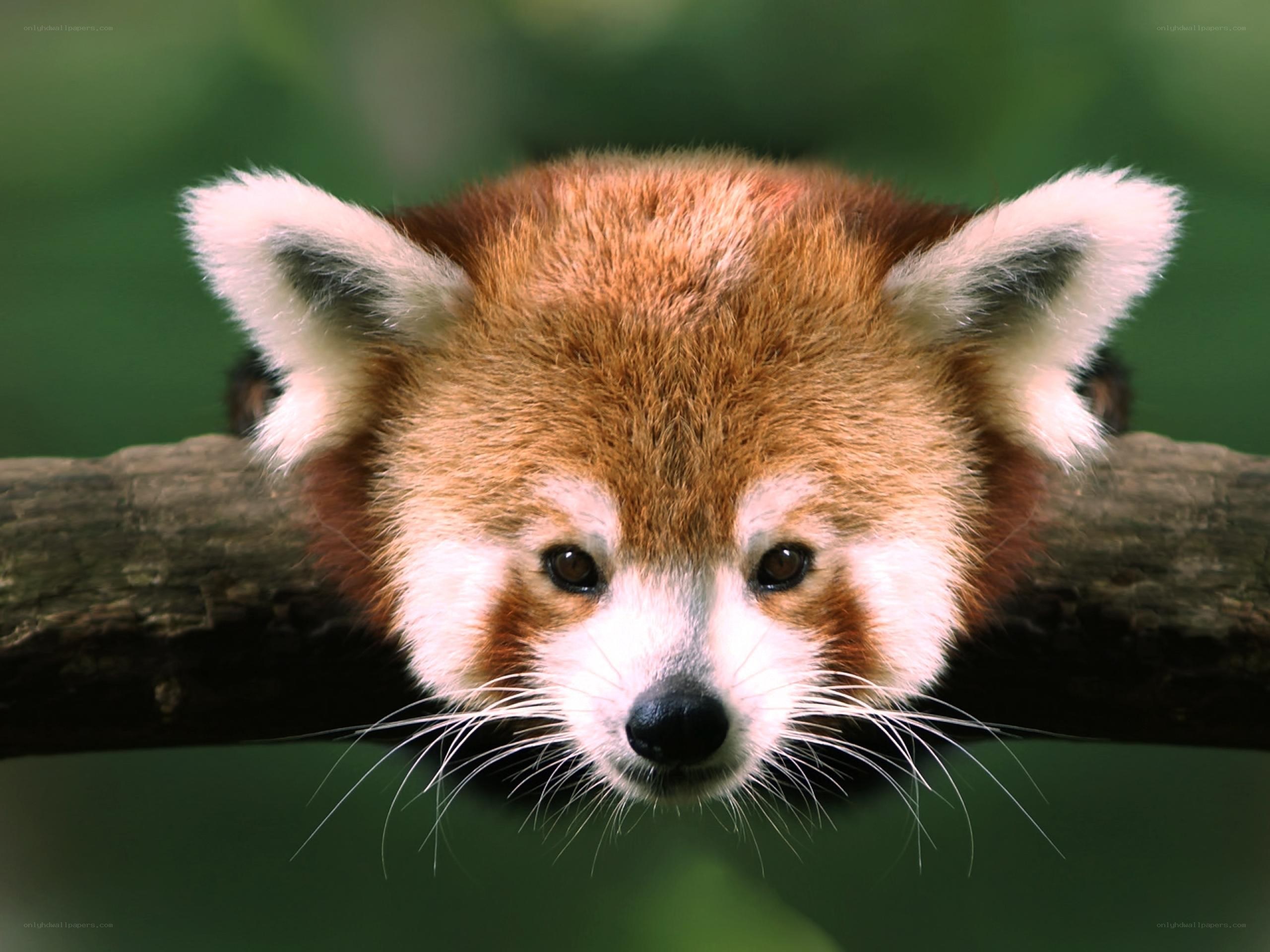 Red panda on a tree branch