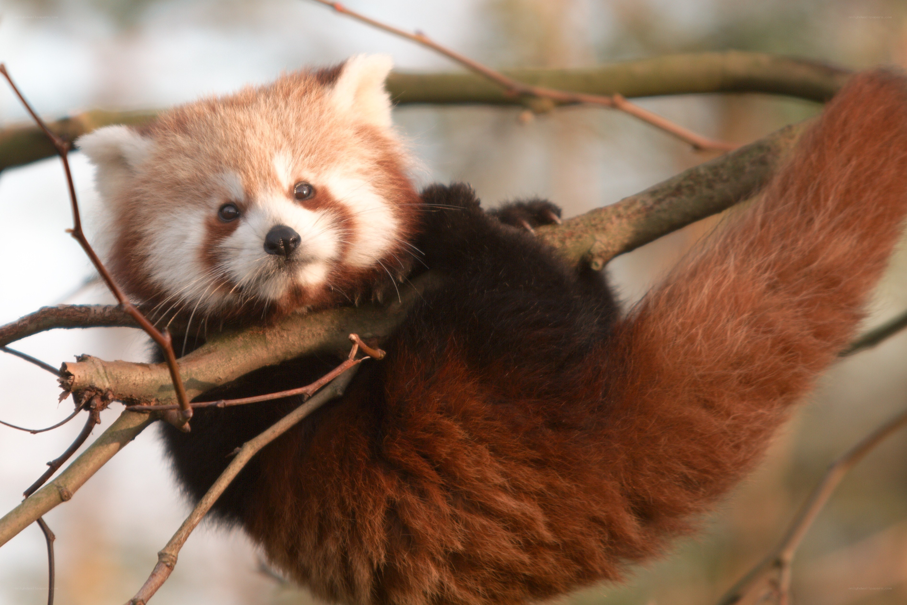 Red panda on a tree branch
