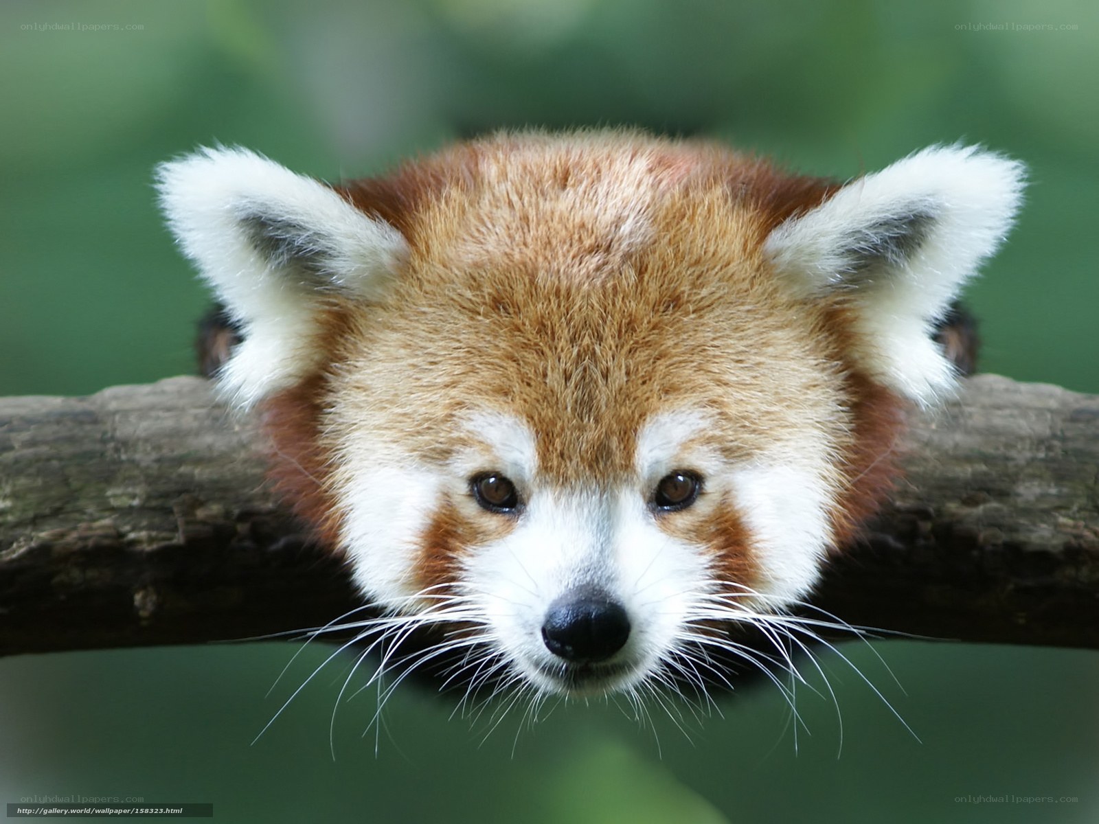Red panda on a tree branch