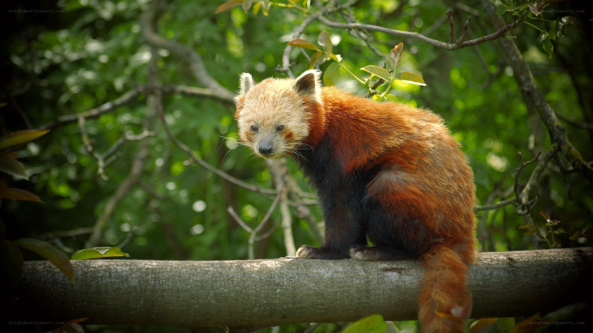Red panda on a tree branch