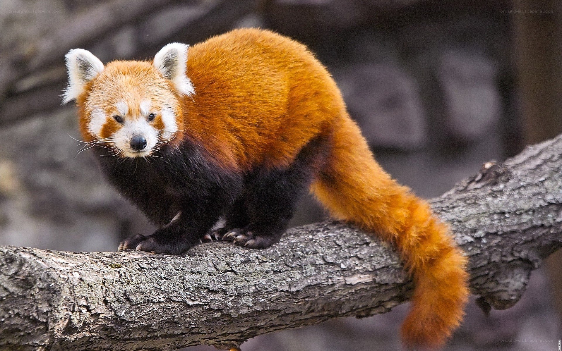 Red panda on a tree branch