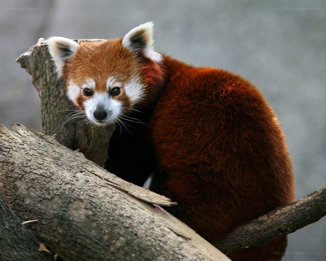 Red panda on a tree branch