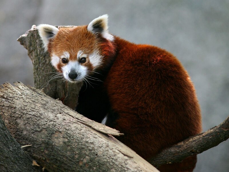 Red panda on a tree branch