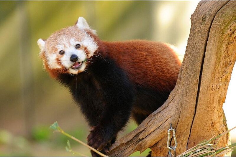 Red panda on a tree branch
