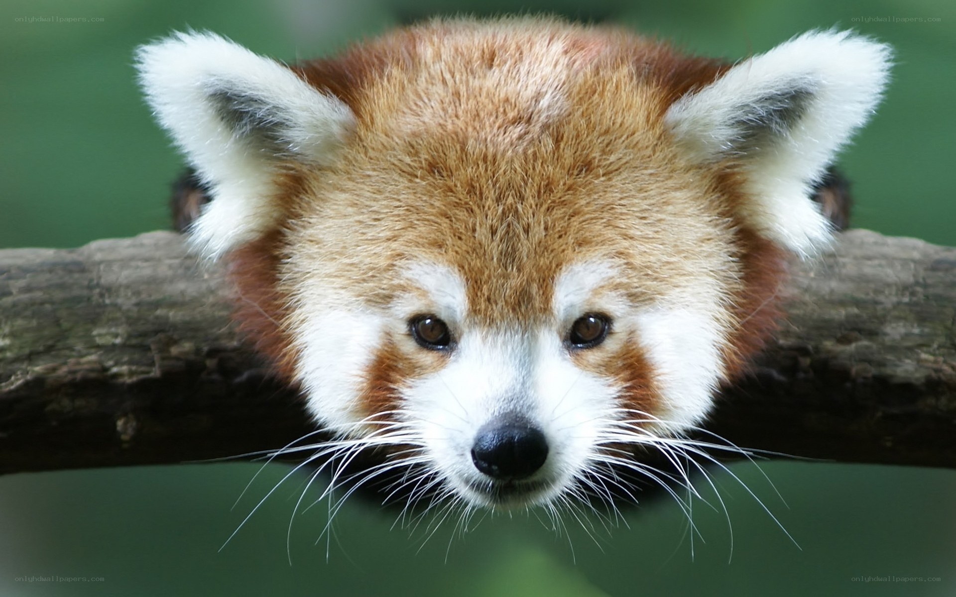 Red panda on a tree branch