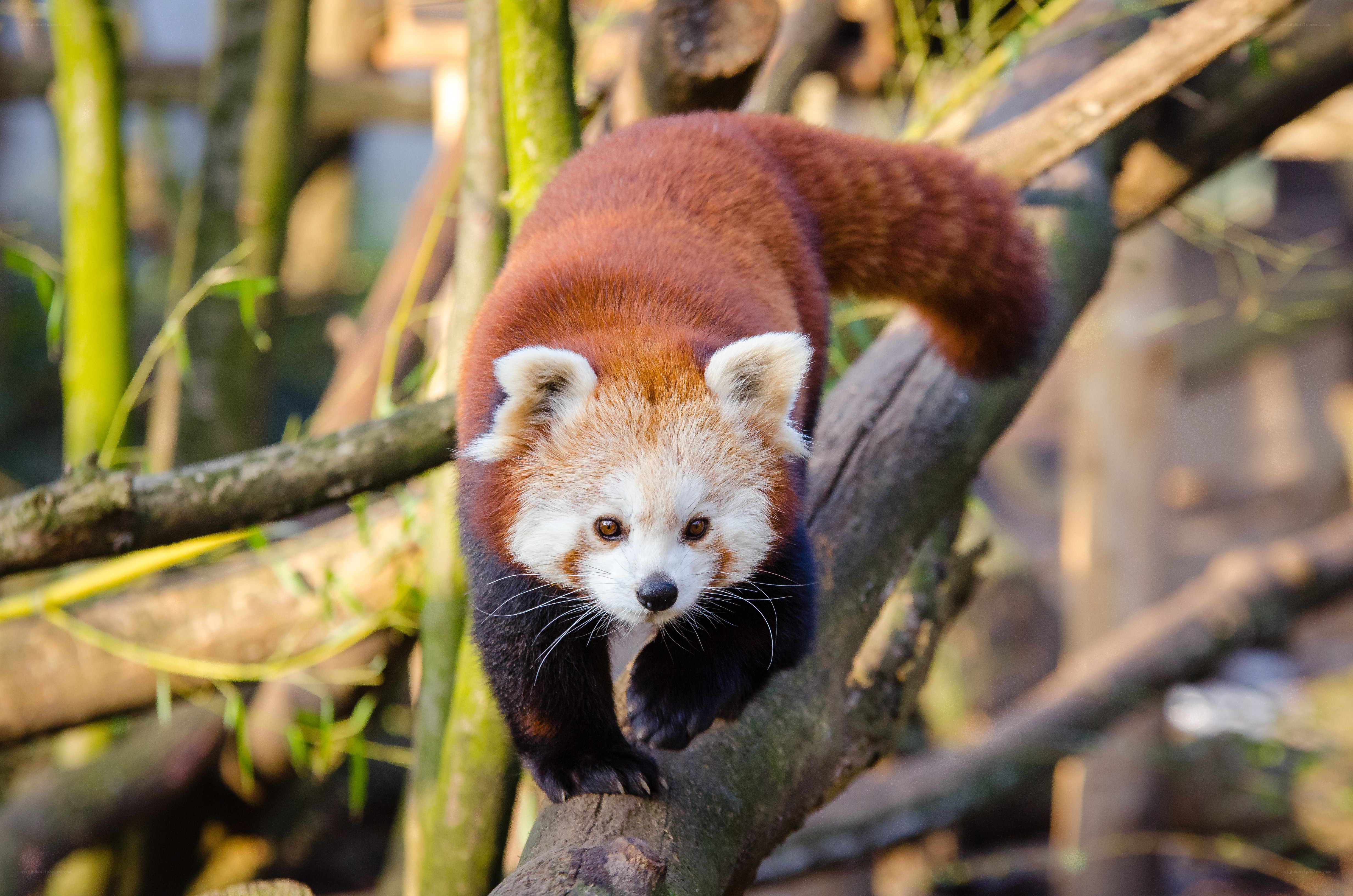 Red panda on a tree branch