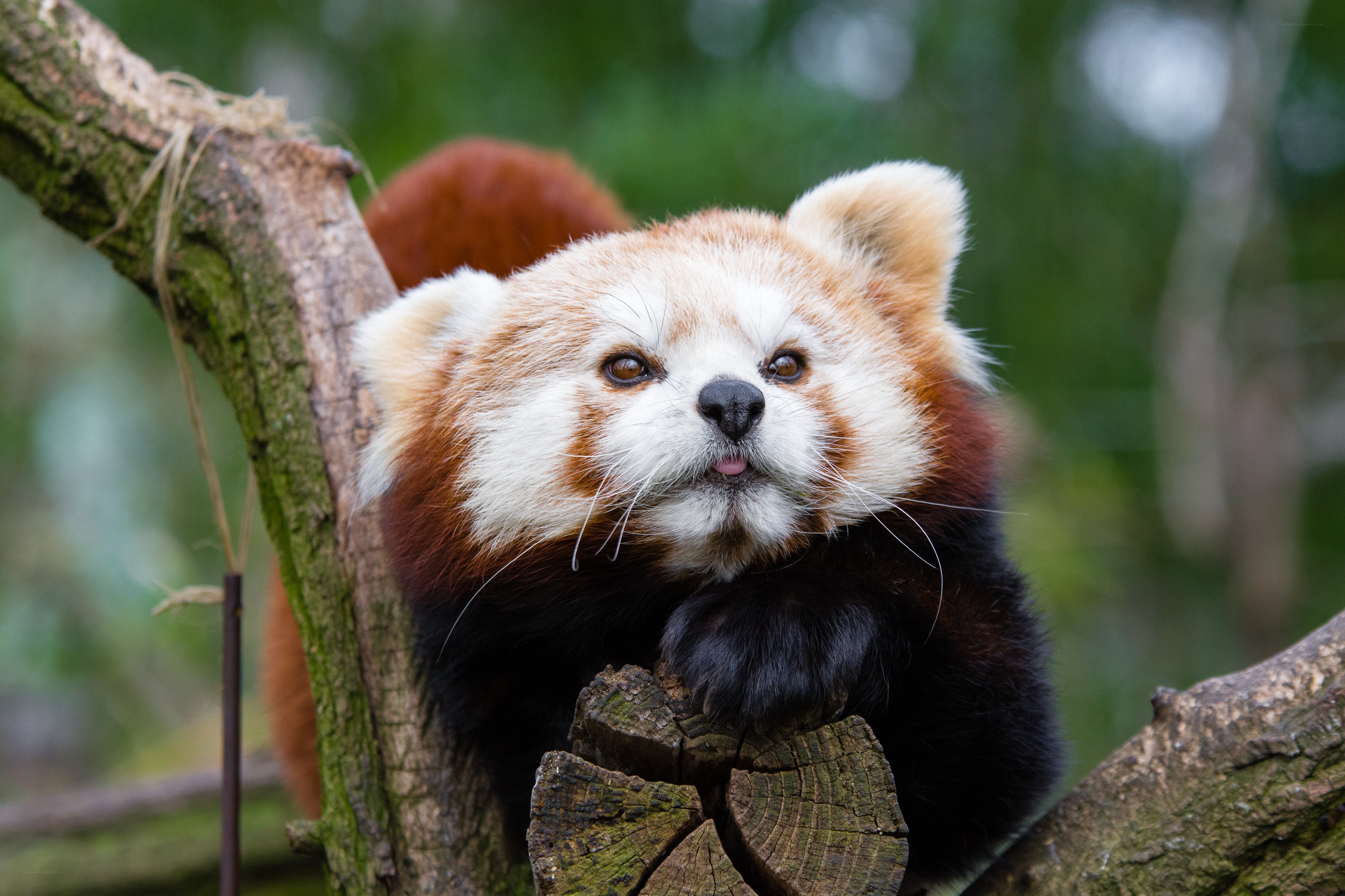 Red panda on a tree branch