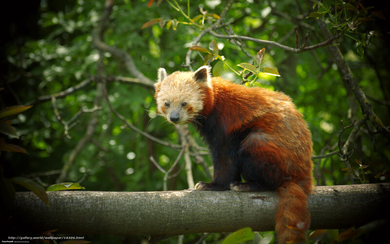 Red panda on a tree branch