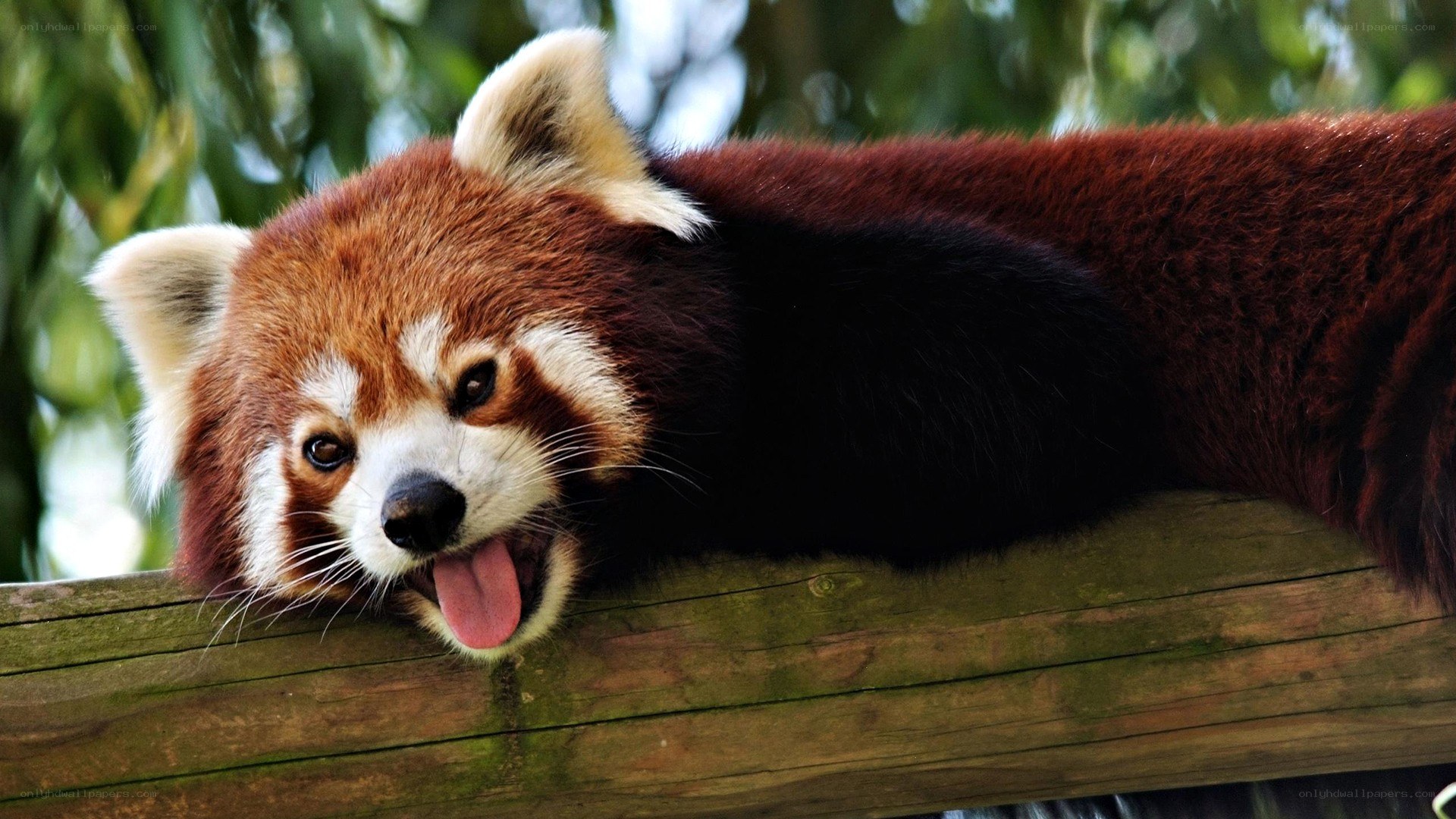 Red panda on a wooden beam